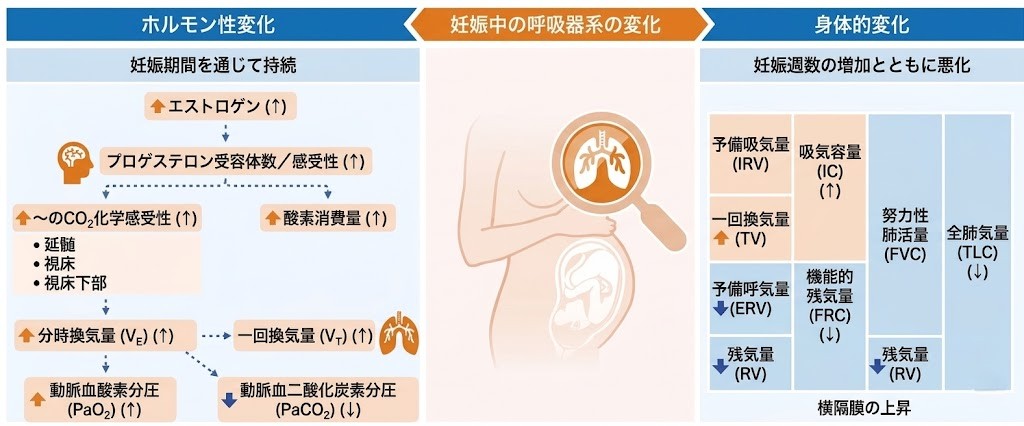 妊娠期における呼吸器系の生理的・ホルモン性変化